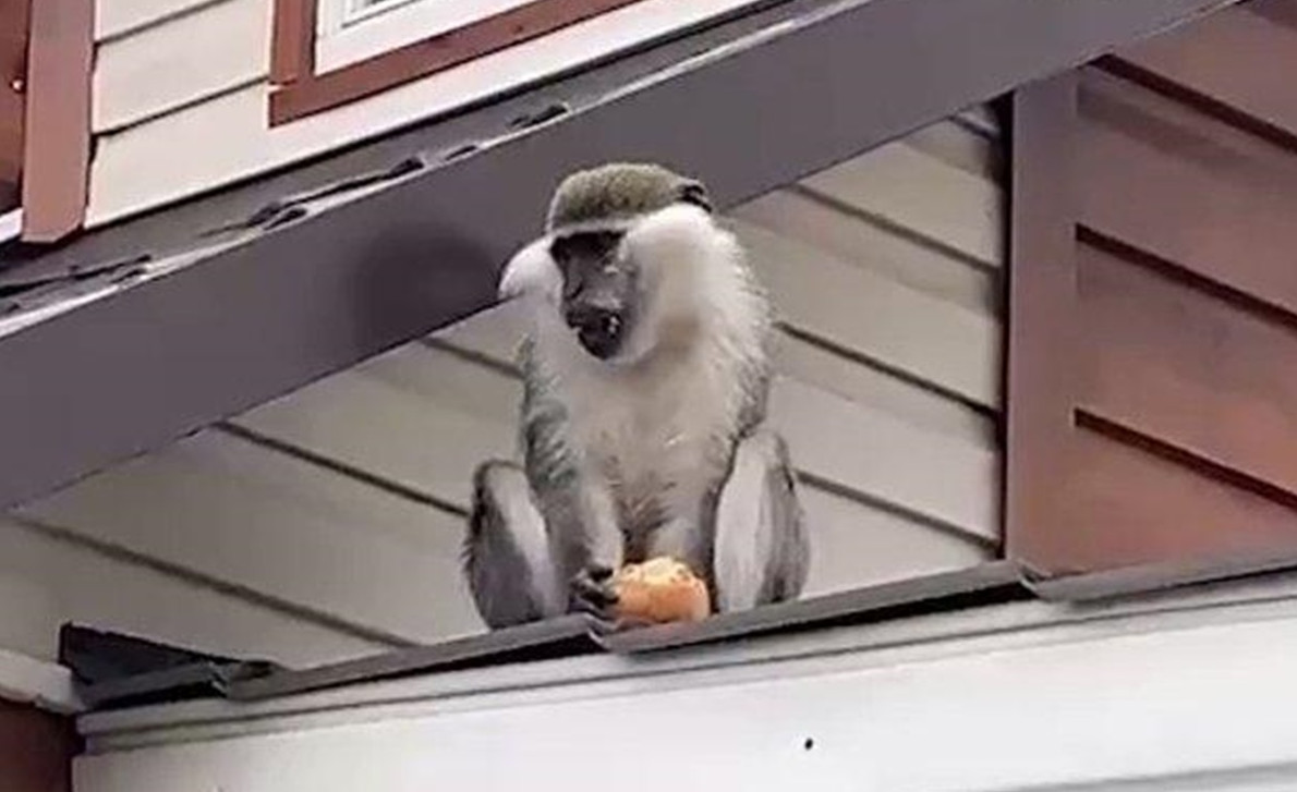 Пьяная обезьяна по имени Гарик покусала пять человек - «Клуб - Юмора»