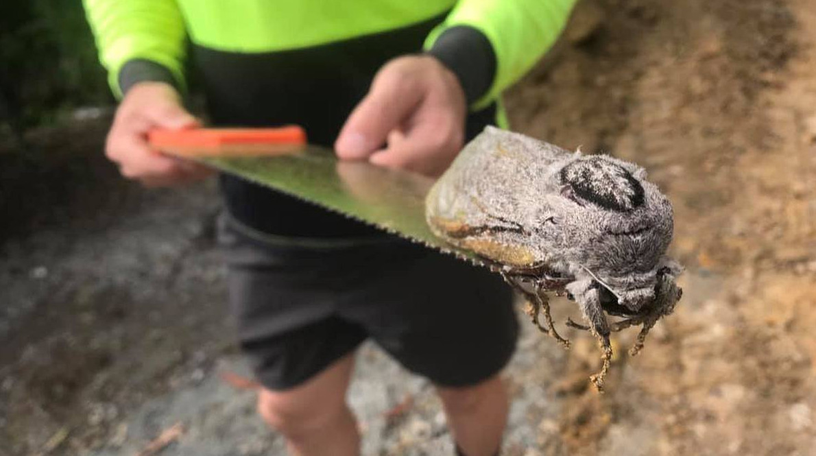 Самая тяжёлая в мире моль - «Клуб - Юмора»