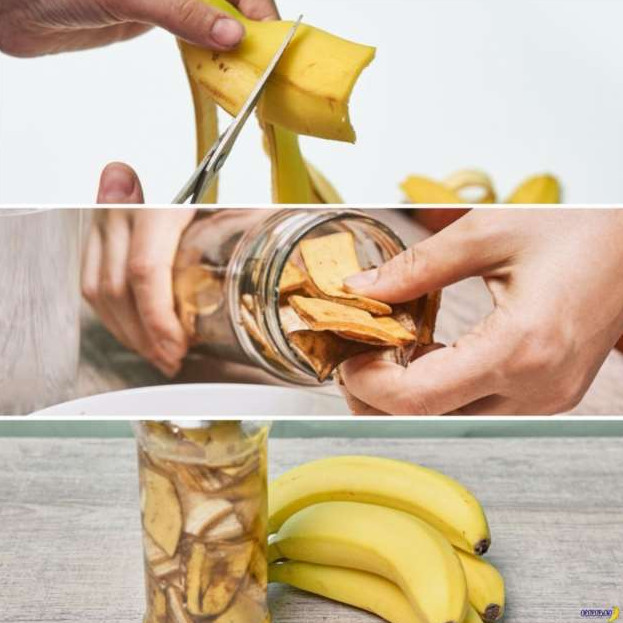 Банановая кожура как удобрение для растений - «Клуб - Юмора»