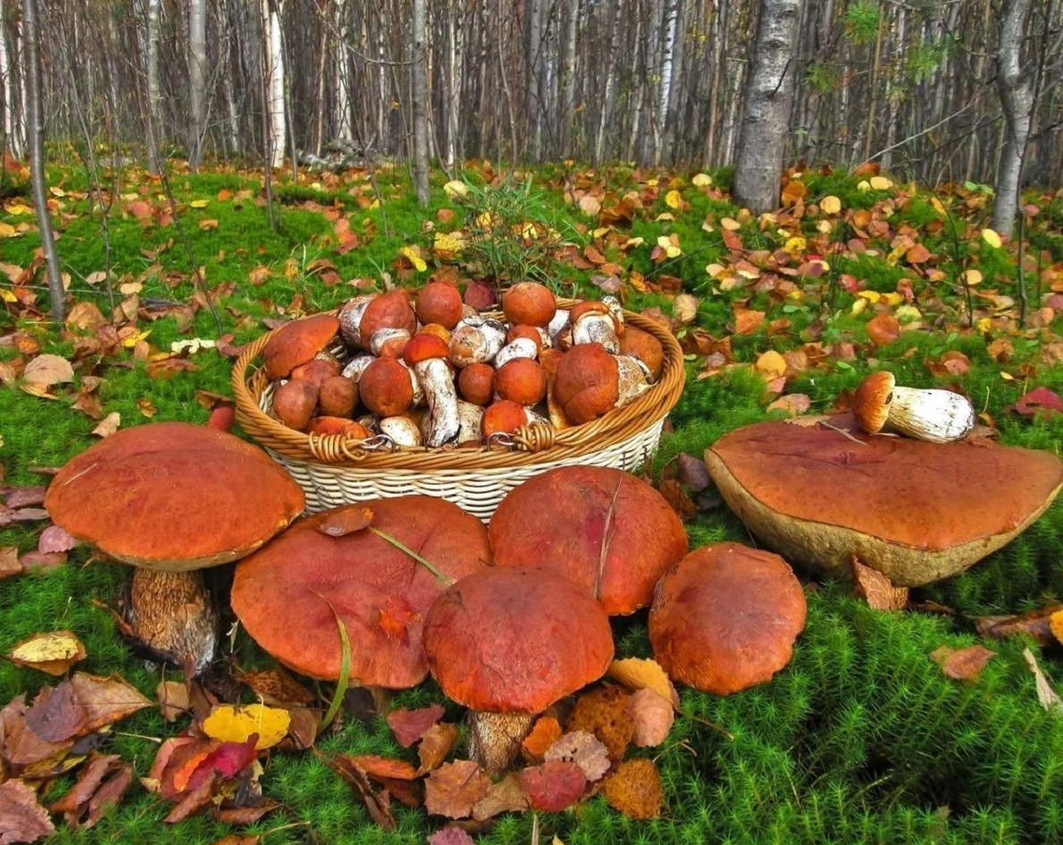 Грибы значительно продлевают продолжительность жизни - «Клуб - Юмора»
