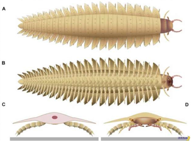 Ученые обнаружили голову древней многоножки, которая была самым большим насекомым в мире - «Клуб - Юмора»
