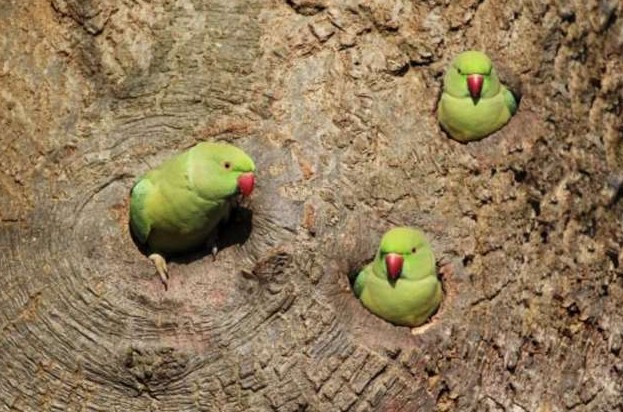 История появления ярких зелёных попугаев в Лондоне - «Клуб - Юмора»
