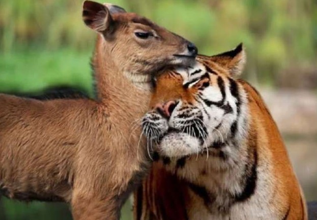 Трогательные истории дружбы между самыми разными животными - «Клуб - Юмора»