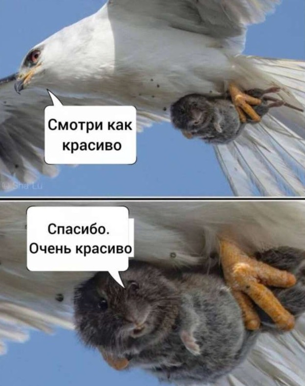 Мемы и картинки №43320618032026 - «Клуб - Юмора»